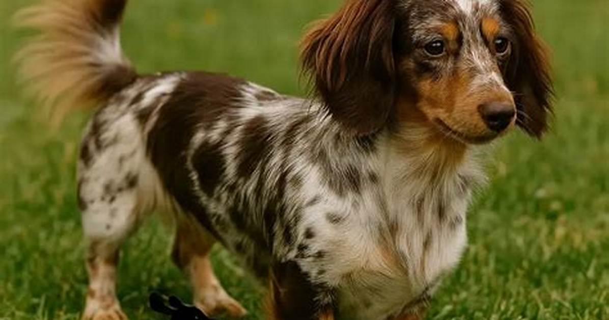 Is Dapple a Rare Breed or a Genetic Fluke Fact Checking Dapple Dog