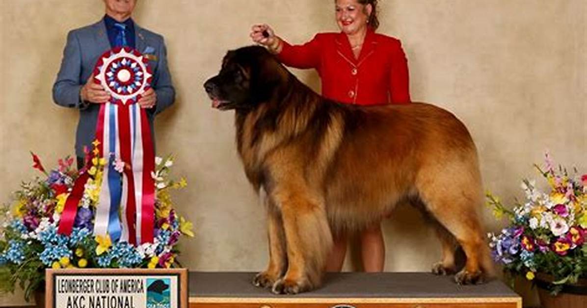 Leonberger Next to Human Real Visual Comparisons Height Charts And