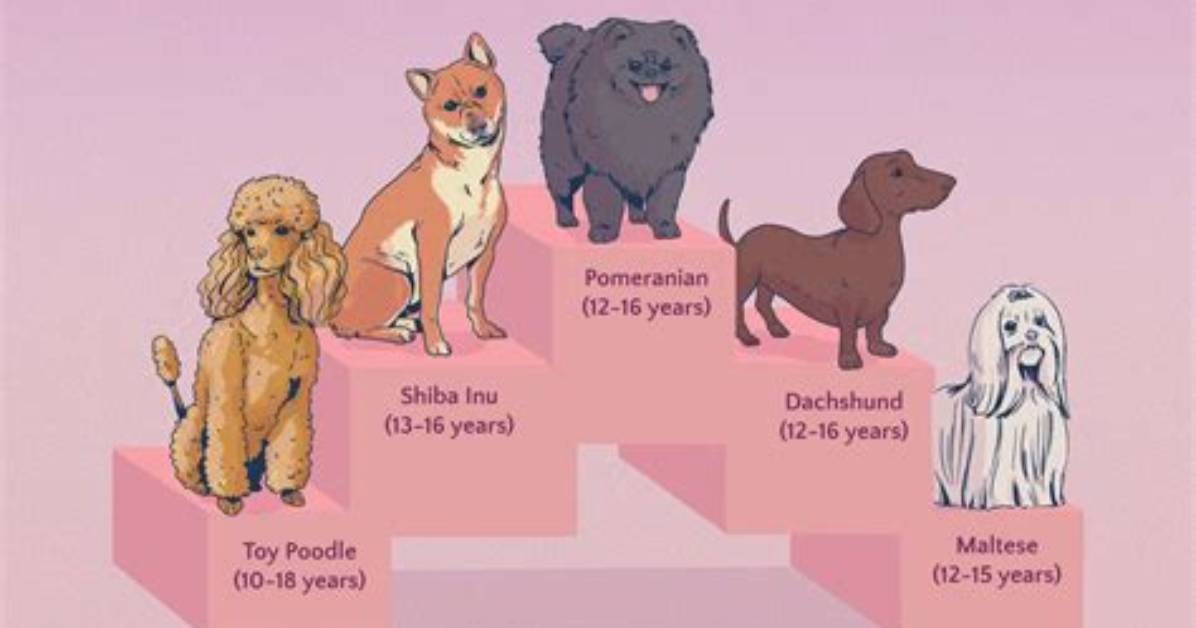 Longest-Living Dog Breeds 2026: Why Dachshunds Ranked Among the Top 12