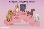 Longest-Living Dog Breeds 2026: Why Dachshunds Ranked Among the Top 12