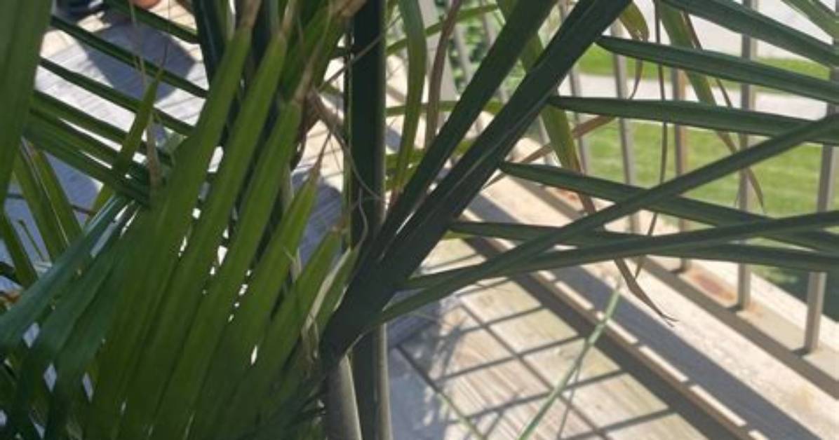 Majesty Palm Fronds Bending Visual Signs of Thirst Root Rot And
