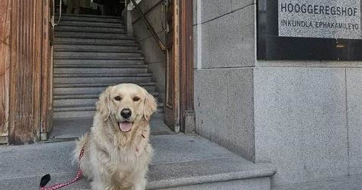 Meet Beanz the Golden Retriever Nashville S Famous Fence Dog