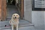 Meet Beanz the Golden Retriever: Nashville’s Famous Fence Dog Explained