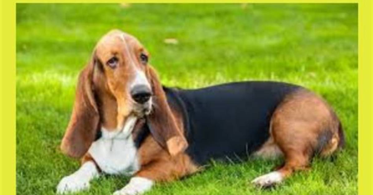 Meet Leroy the Basset Hound Everything to Know About the Viral Lake
