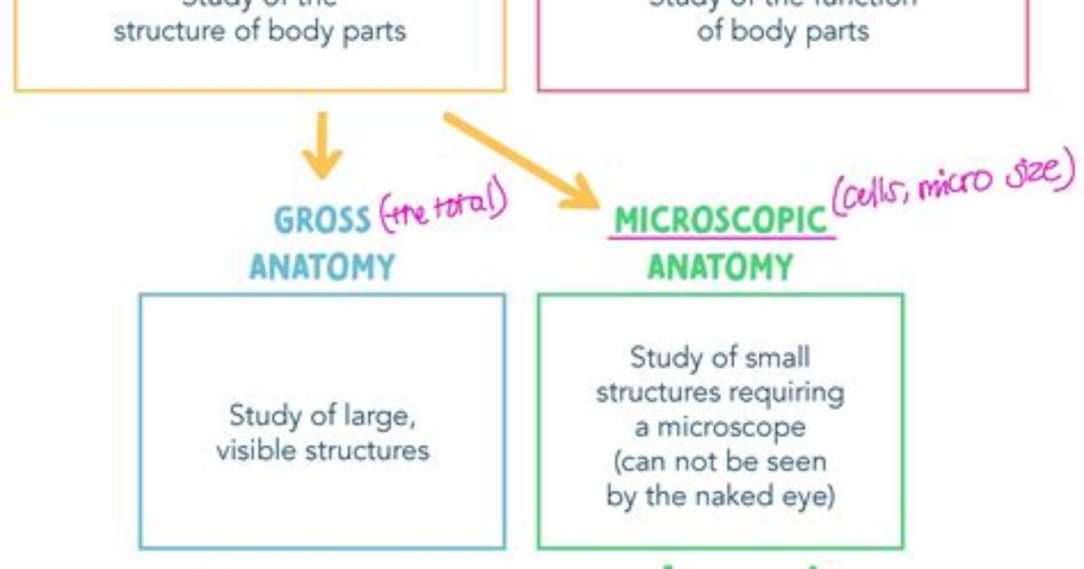 Natural Anatomy Vs