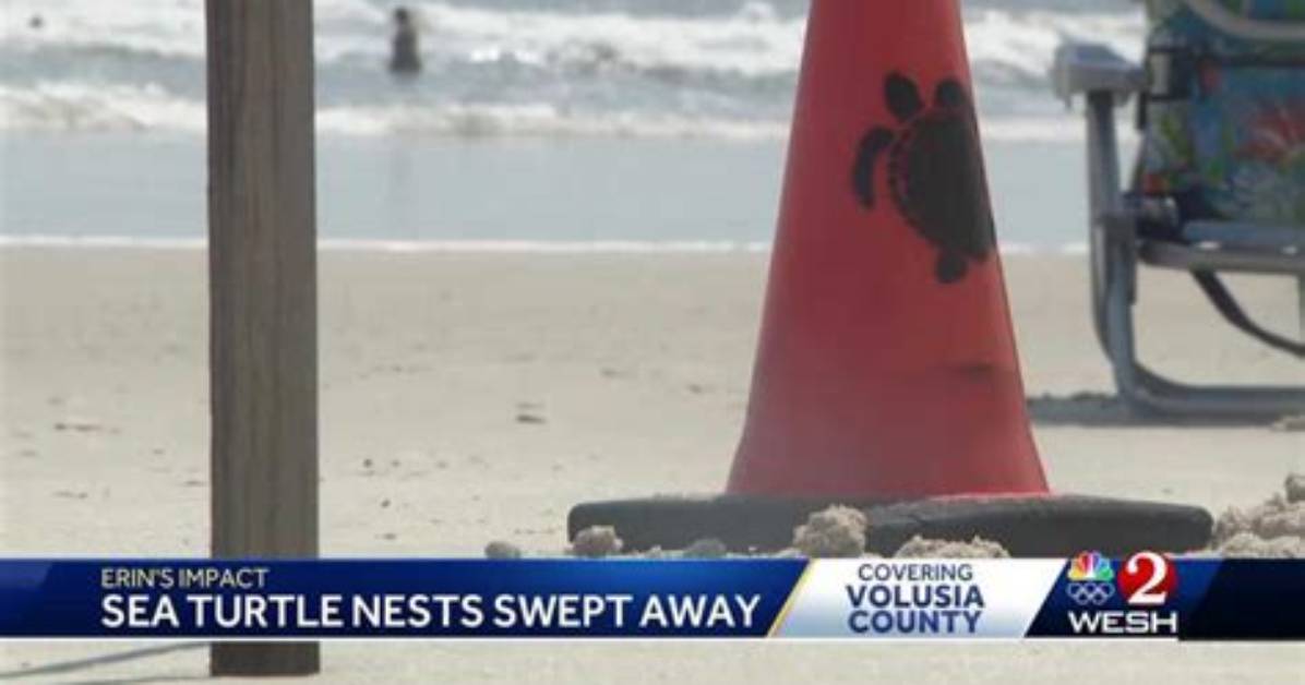 Over 200 Sea Turtle Nests Swept Away Inside the St George Island