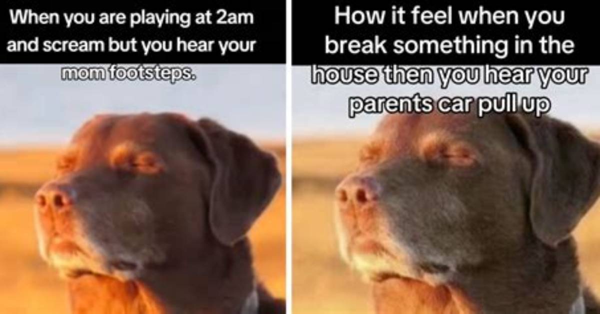 Peaceful Dog Meme Explained Meaning Origins Proper Usage and Faq