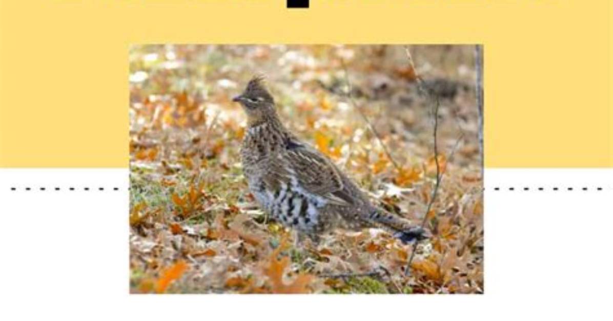 Pennsylvania State Bird Guide History Status and the Scarlet