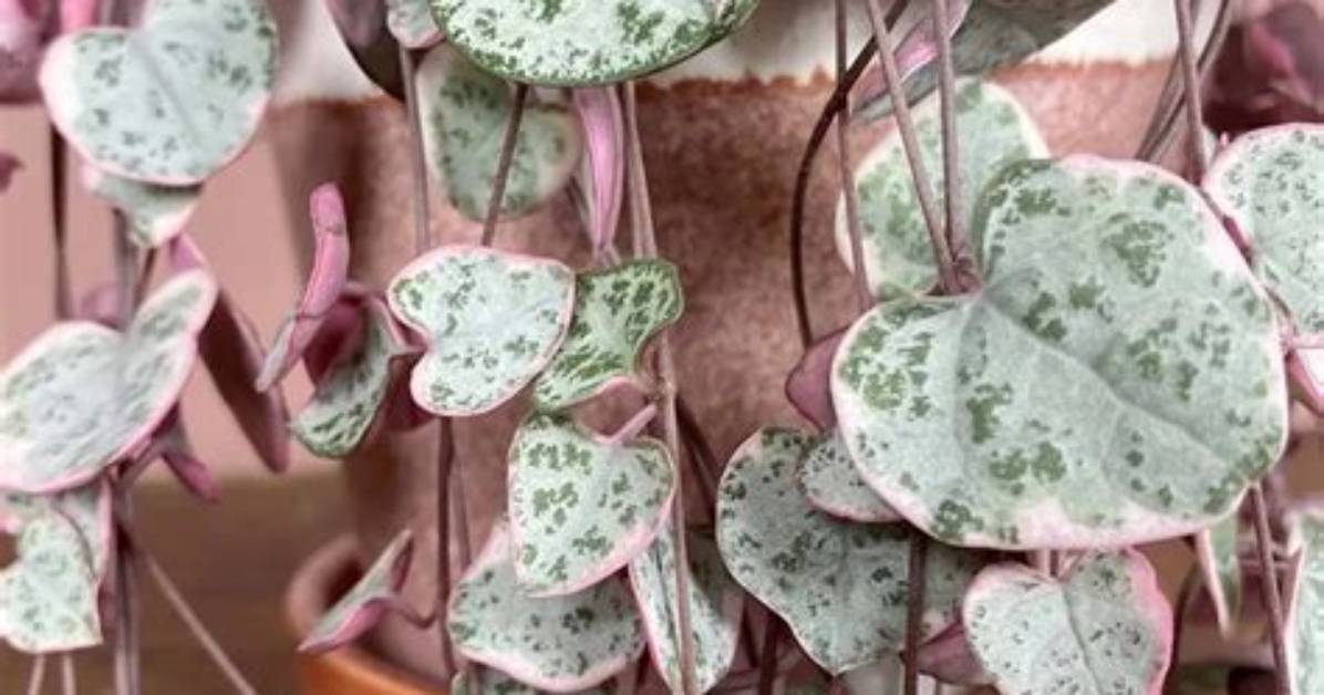 Pink and Green Variegated String of Hearts Real Care Routine For