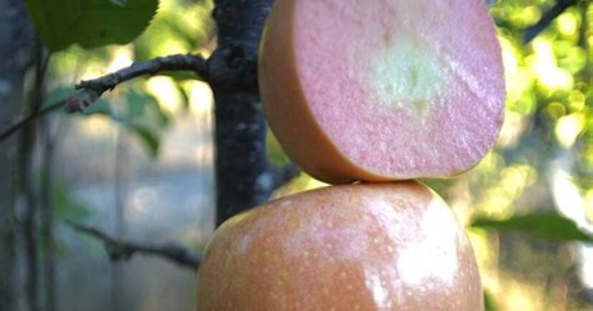 Pink Lemonade Apples Debunked Name Confusion Vs