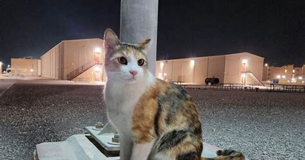 Pizza Cat Goes Viral from Deployed Air Force Mascot to Local