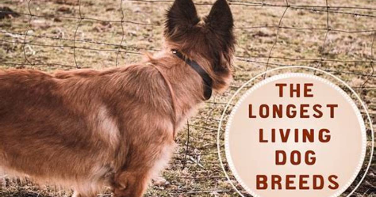 Ranked Among 2026 S Longest Living Breeds the Miniature Dachshund