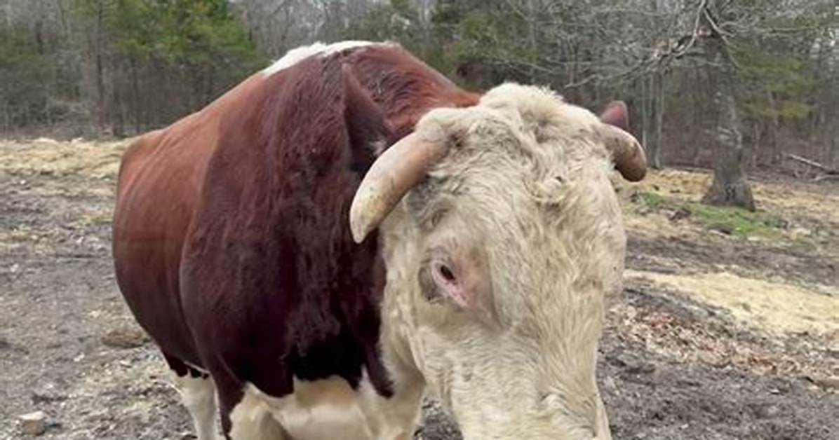 Rufus the Bull Explained Breed Age Location And