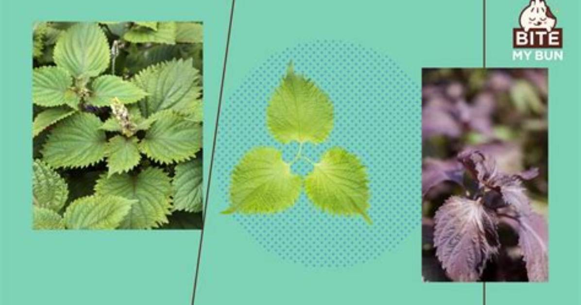 Shiso Wei Cengga Kukunaru Shi Bai Yuan Yinha Aku Baki Shou Shunto Jiaoge Fukanai Huo Jia Jianno Li Jiwo Che Di Jie