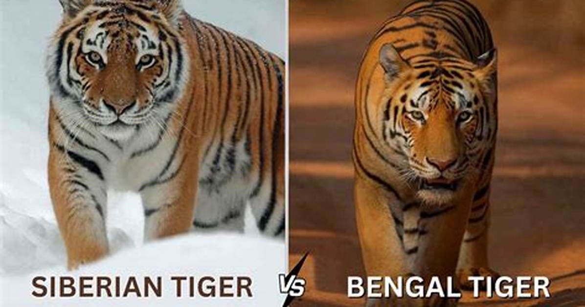 Siberian Tiger vs Bengal Tiger the Ultimate Comparison Guide to Size Habitat And