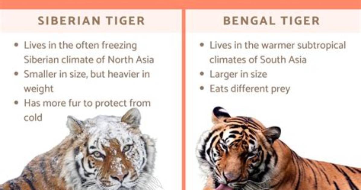 Siberian vs Bengal Tiger Complete Breakdown Weight Habitat And