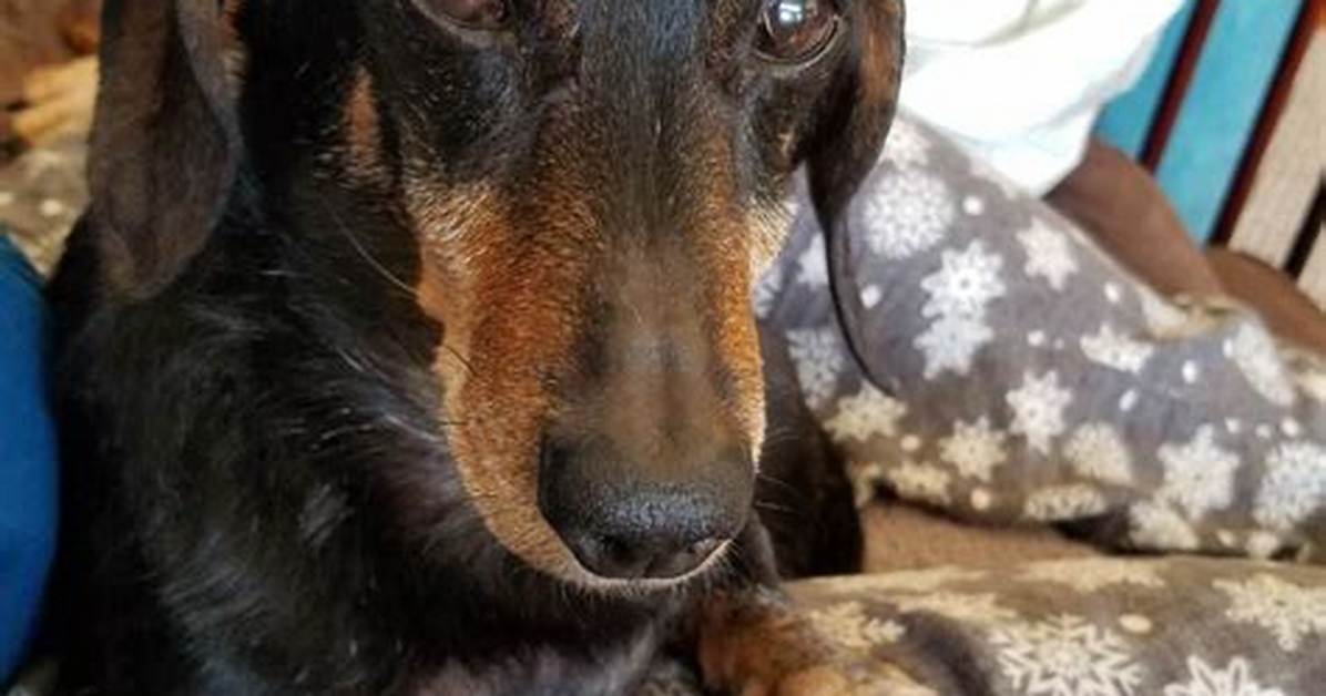 Signs Your Mini Dachshund Is Aging Visual Milestones And