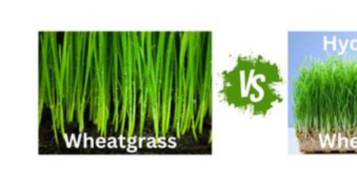 Soil vs Hydroponic Wheatgrass Which