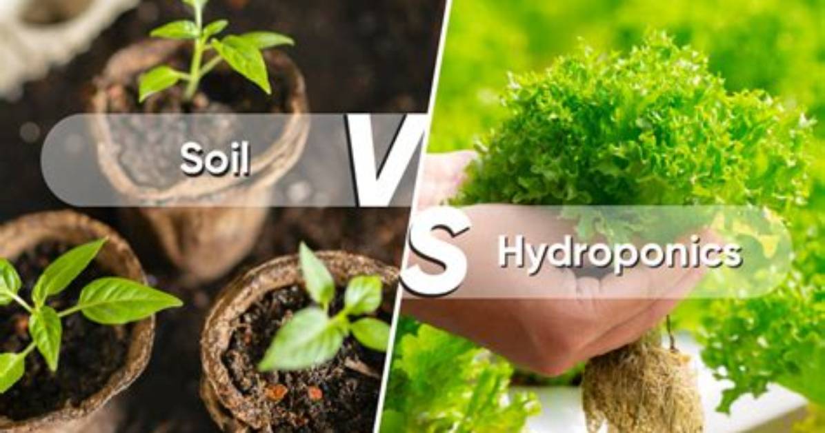Soil vs Hydroponic