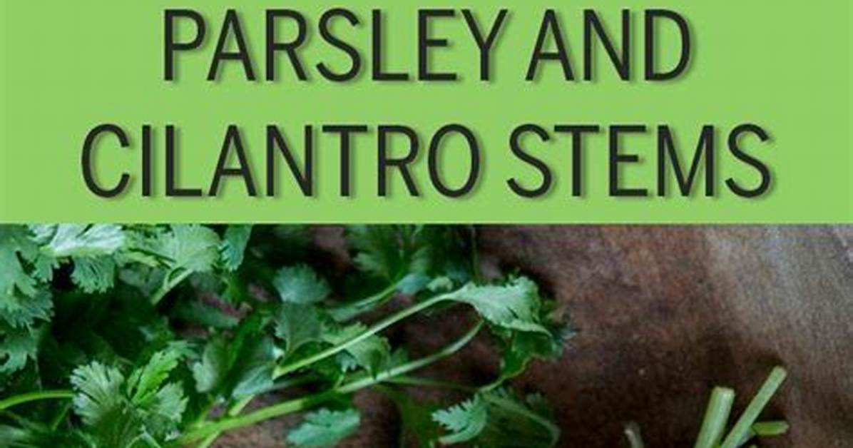Stop Throwing Away Cilantro the Freezing Mistake That Turns Herbs To