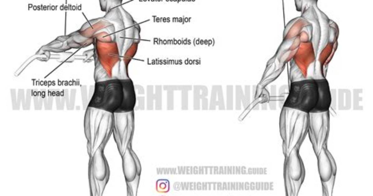 Straight Arm Lat Pulldowns Form Breakdown Anatomical Clues To