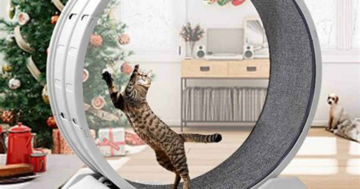 Target vs Wayfair Cat Exercise Wheels Durability Cost And
