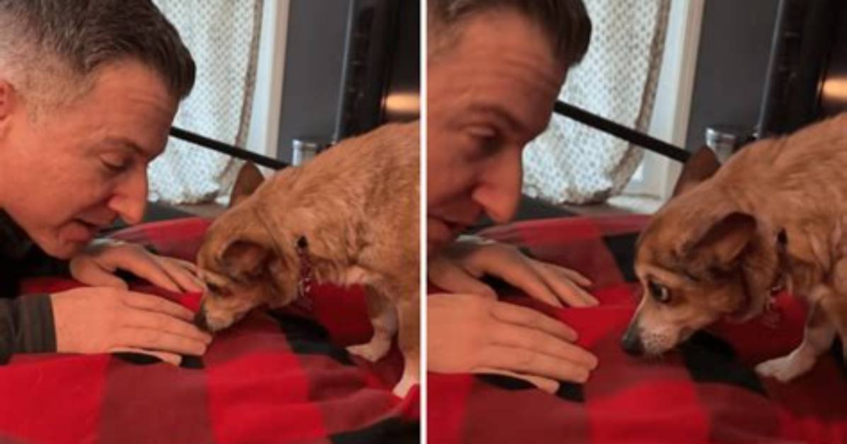 Tears to Cheers How Viral Senior Dog Faces Are Fueling