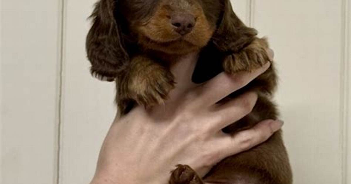 The 2026 Dachshund Boom How Miniature Long Hairs Captured Pop