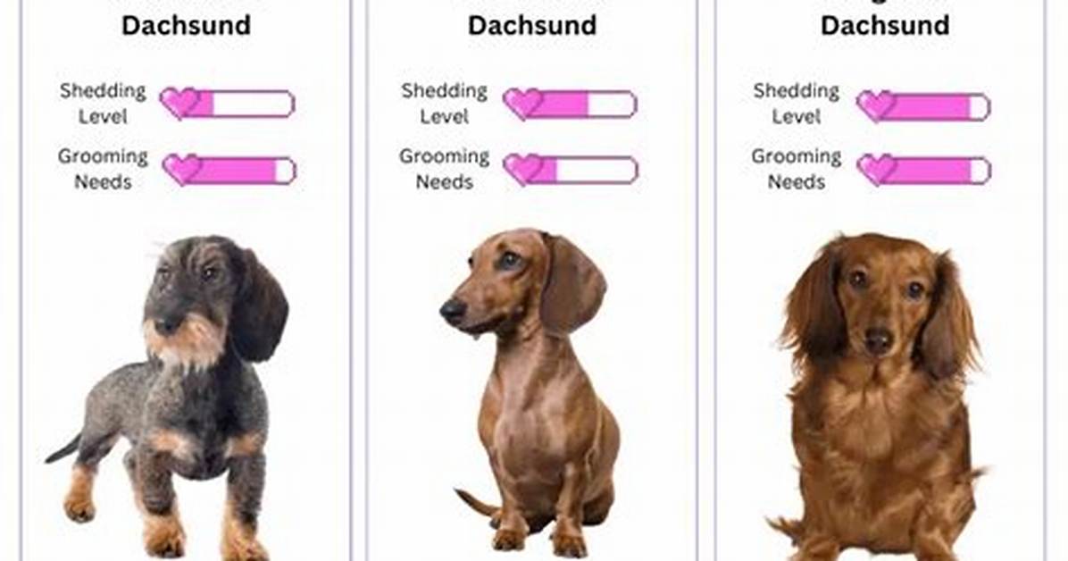 The Complete Dachshund Shedding Guide Grooming Cuts Brushing and Fur