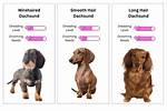 The Complete Dachshund Shedding Guide: Grooming Cuts, Brushing, and Fur Control