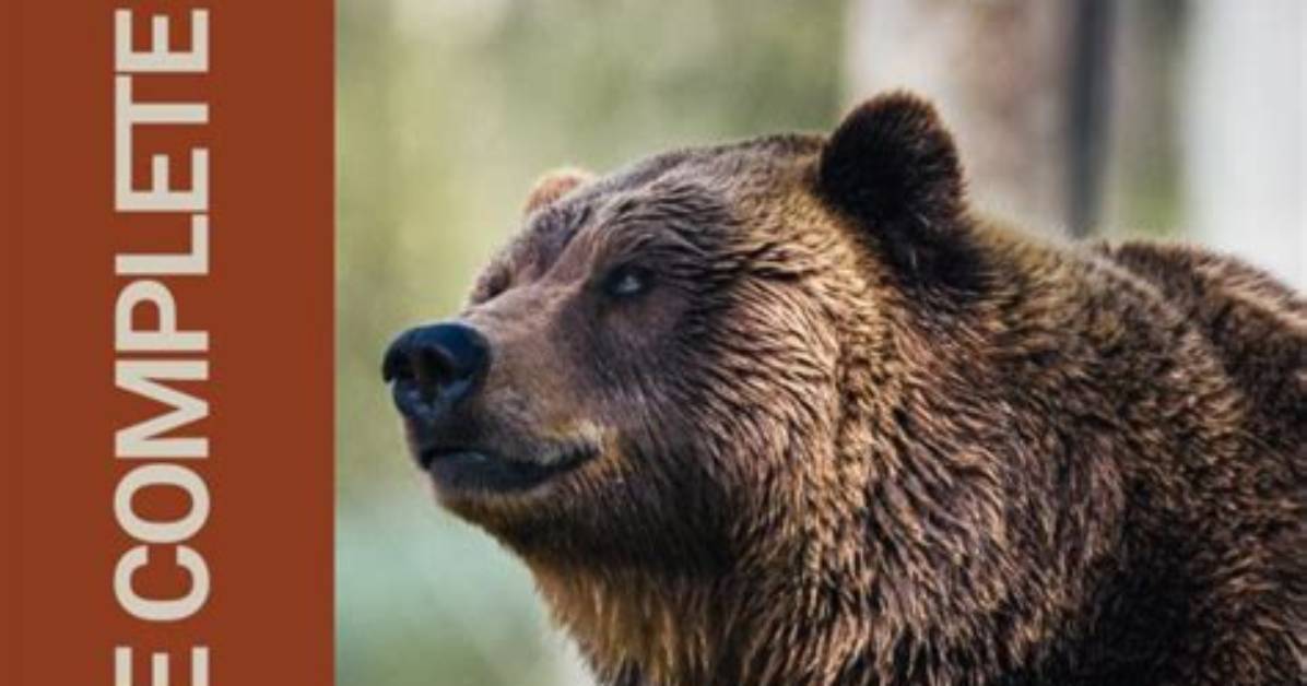 The Complete Guide to the Bear in the Big Blue House