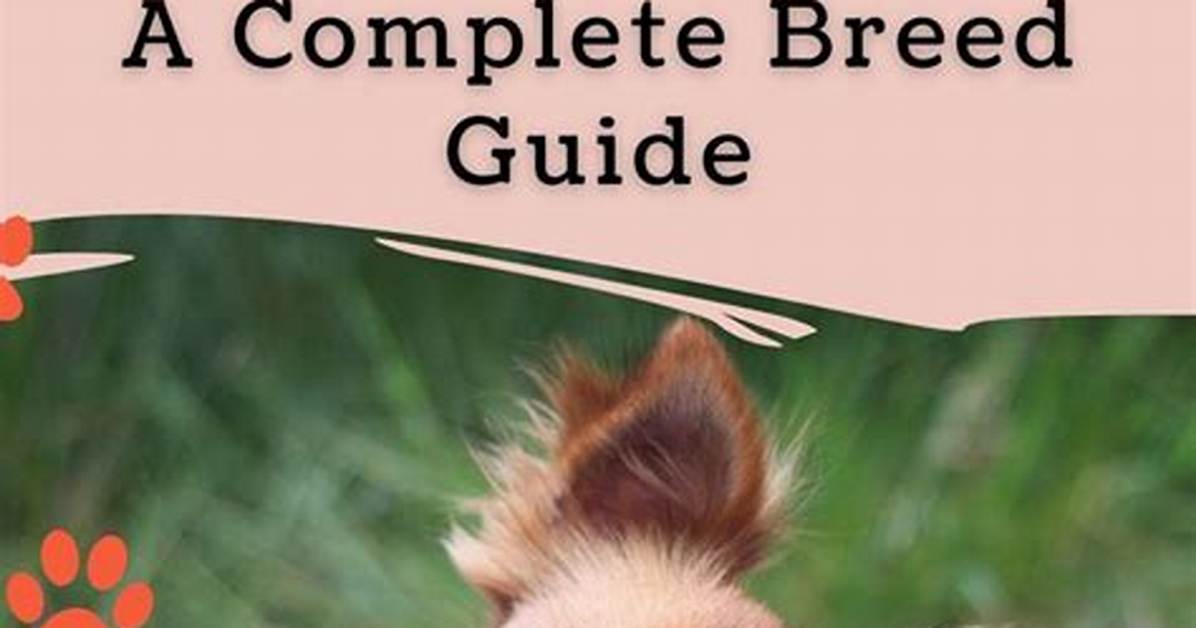 The Complete Guide to the Laughing Chihuahua Meme Meaning Sound And