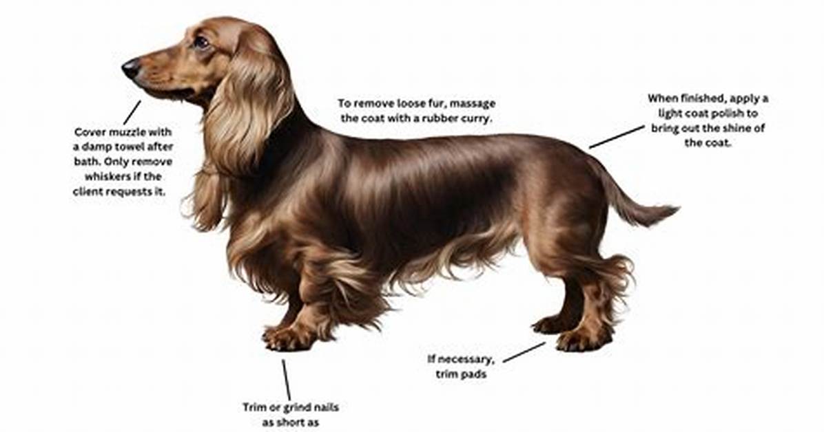 The Complete Long Haired Dachshund Grooming Guide How to Control Shedding For