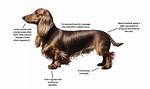 The Complete Long-Haired Dachshund Grooming Guide: How to Control Shedding for Good