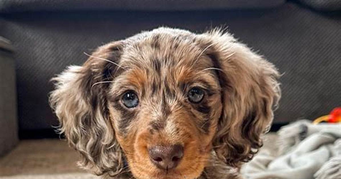 The Complete Long Haired Dapple Mini Dachshund Guide Care Coat Colors And