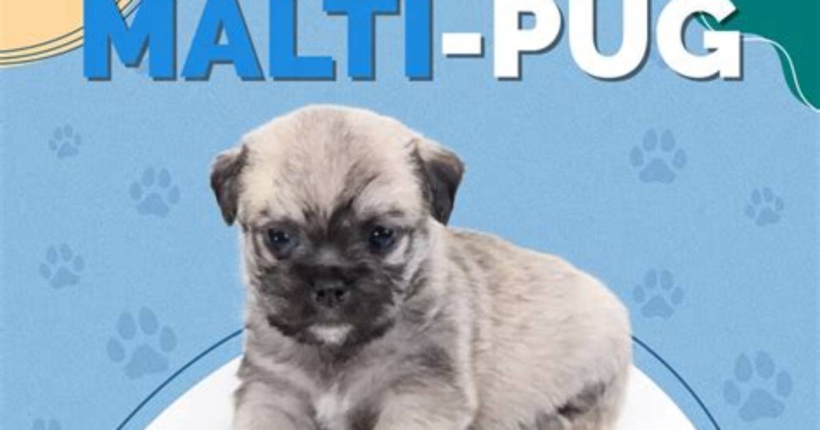 The Complete Maltipug Guide Pug Maltese Mix Temperament Care And