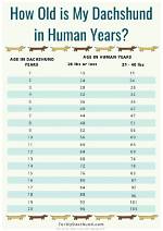 The Complete Mini Dachshund Aging Timeline: Critical Care Shifts from Puppy to Senior
