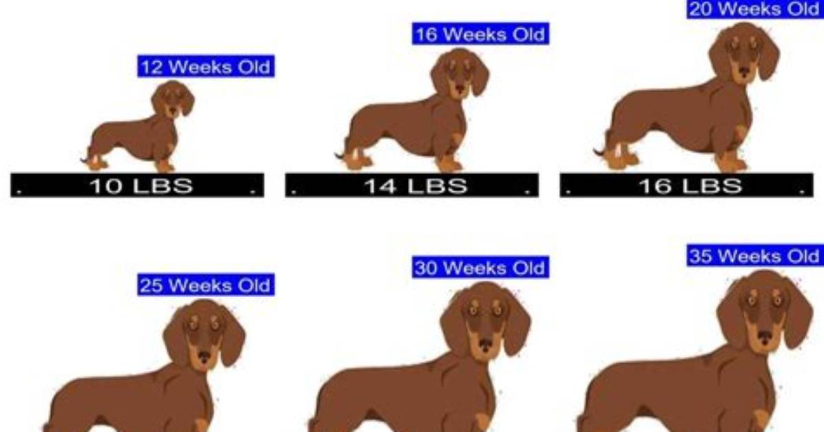 The Complete Miniature Dachshund Weight Management Guide Diets Exercises and Vet