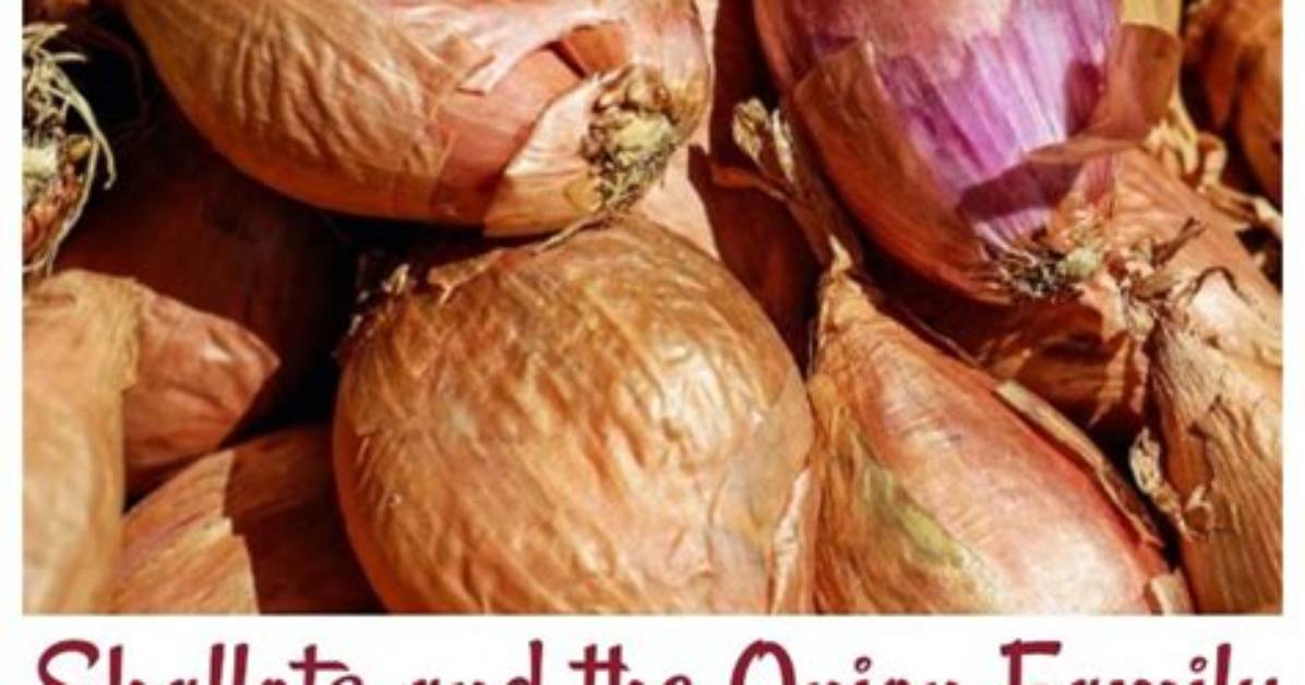 The Culinary Comeback of the Shallot from Asian Street Food to Crispy
