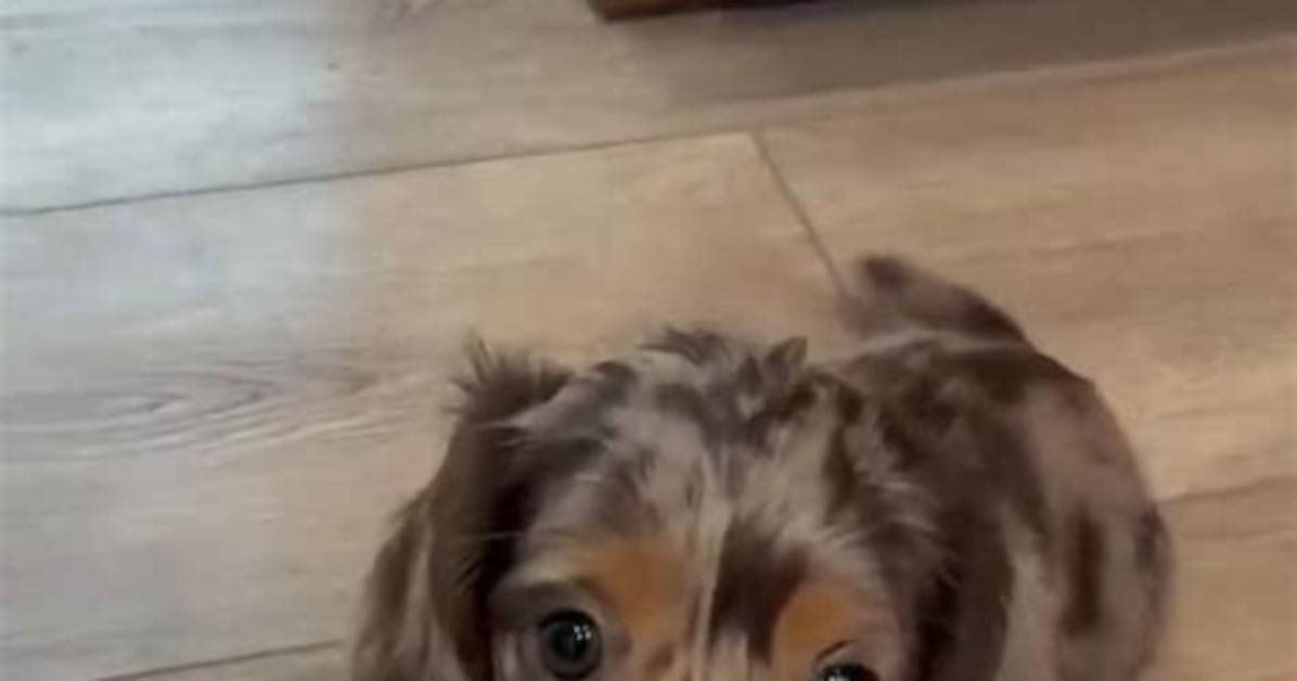 The Dapple Dachshund Phenomenon Viral Treat Looks High Energy and the Truth Behind The