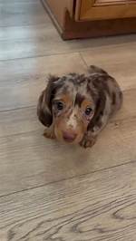 The Dapple Dachshund Phenomenon: Viral Treat Looks, High Energy, and the Truth Behind the Hype