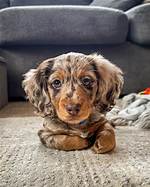 The Dapple Long-Haired Dachshund Phenomenon: Why Everyone Is Falling for This Rare Pattern