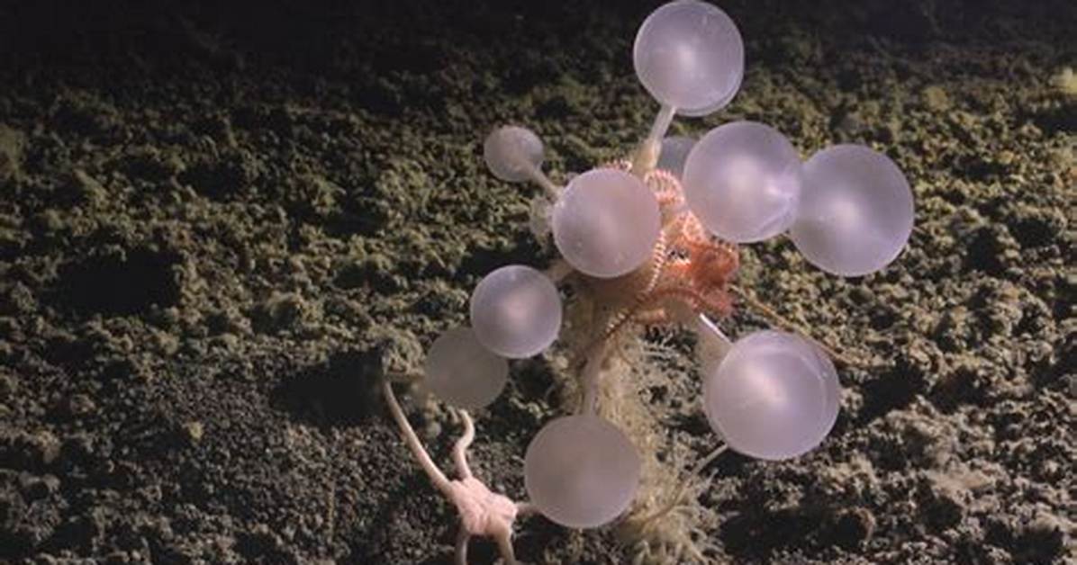 The Deep Sea Death Ball Why Scientists Are Stunned by the Carnivorous Ping Pong