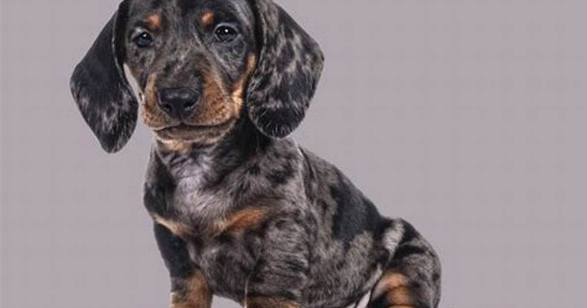 The Hidden Genetics of Mini Dapple Dachshunds Myth Vs