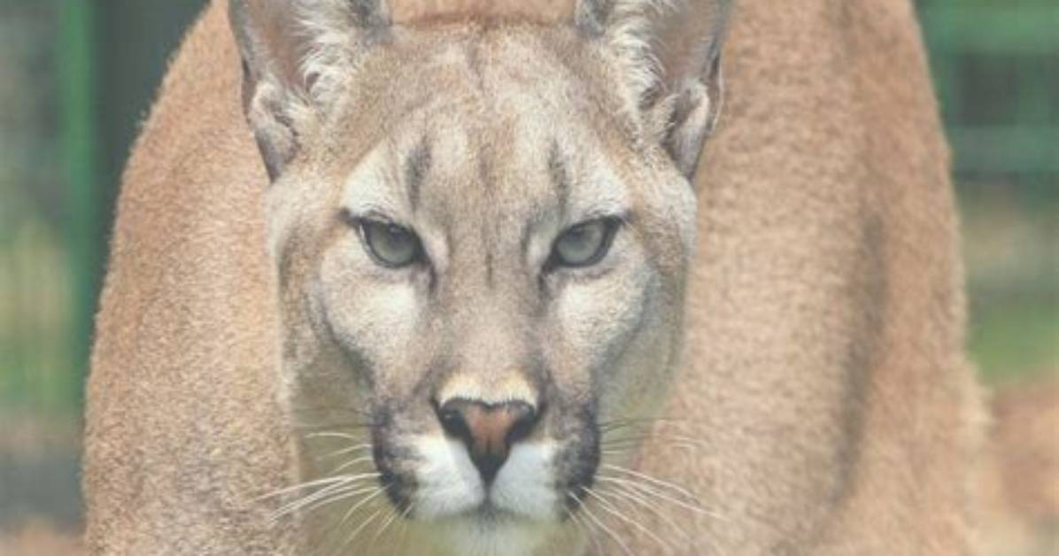 The Meaning of Cougar in 2026 Wildlife Clashes Sports Feuds And