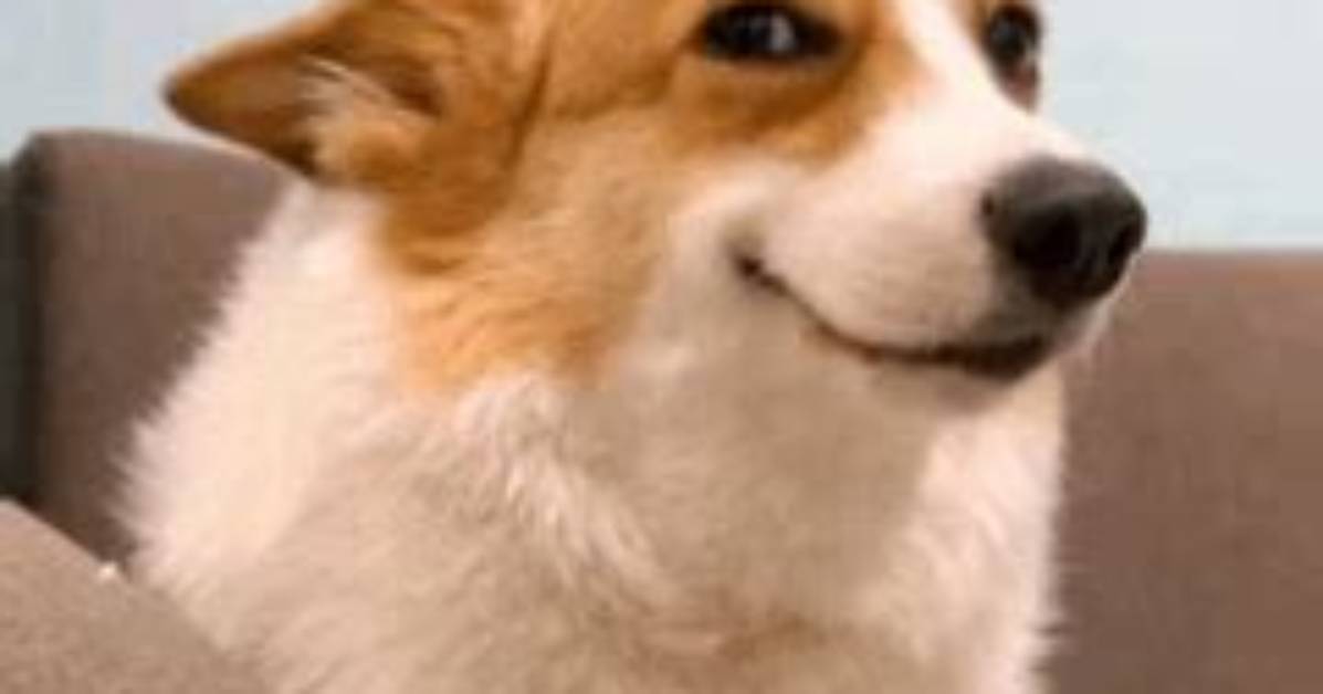 The Original Dog Smirking Meme First Post Visual Breakdown And