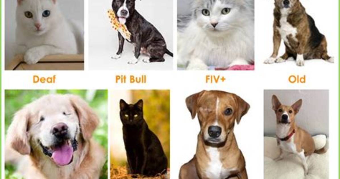 The Rise of Special Needs Pet Trends How Social Media Sparked The