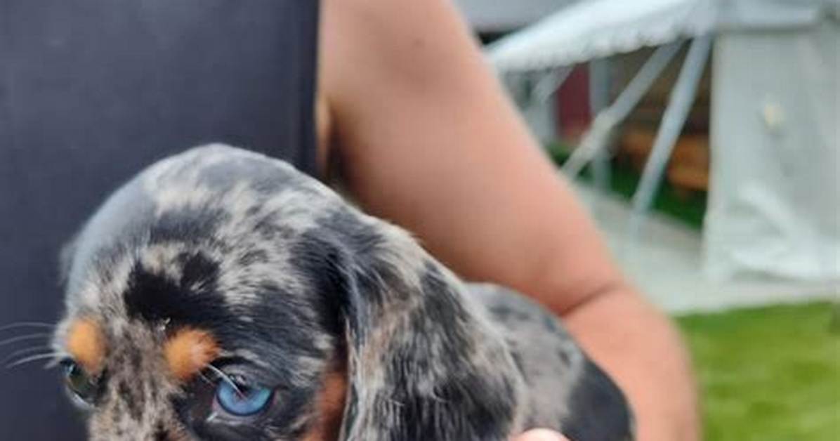 The Rise of the Mini Dapple How Recent Viral Headlines Put the Breed Front And