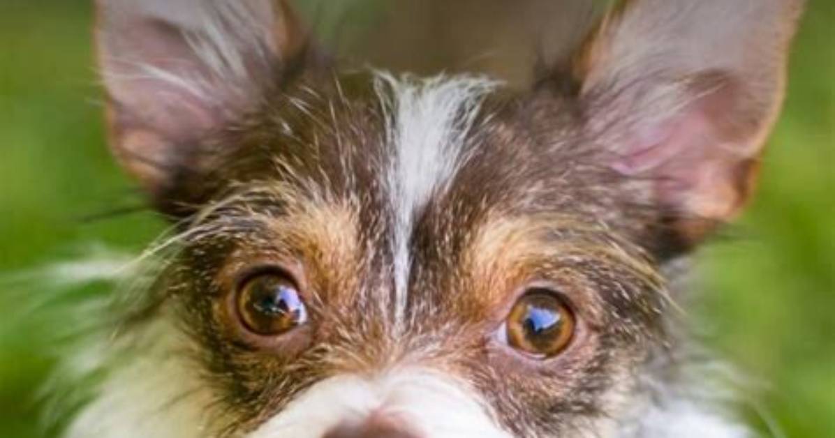 The Ultimate Chihuahua Playlist Best Tracks Fun Facts and Where To