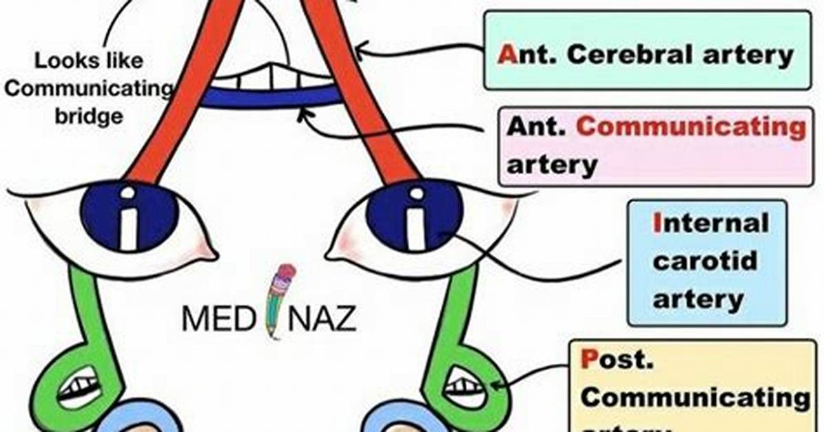 The Ultimate Circle of Willis Mnemonic Guide Acronyms Visuals and Clinical